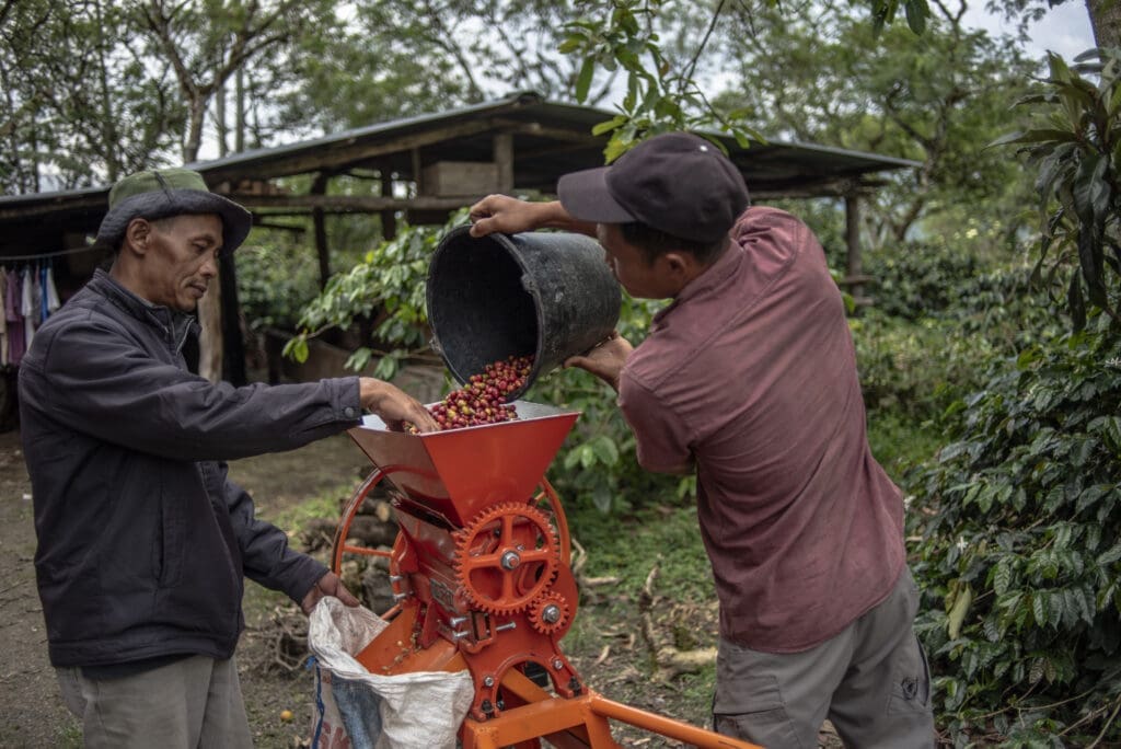 Kaffeebauern Fairtrade bei der Arbeit