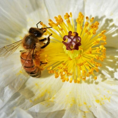 Moodbild Weltbienentag 2025