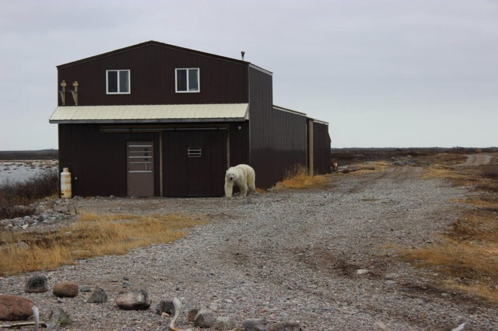 Eisbären in Churchill in Kanada