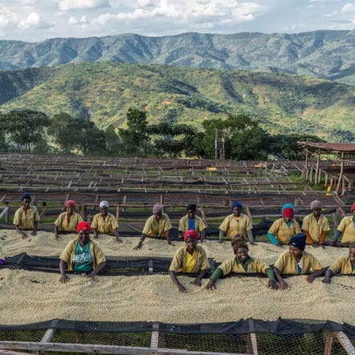Moodbild Fairtrade: Kaffeeanbau im Krisenmodus