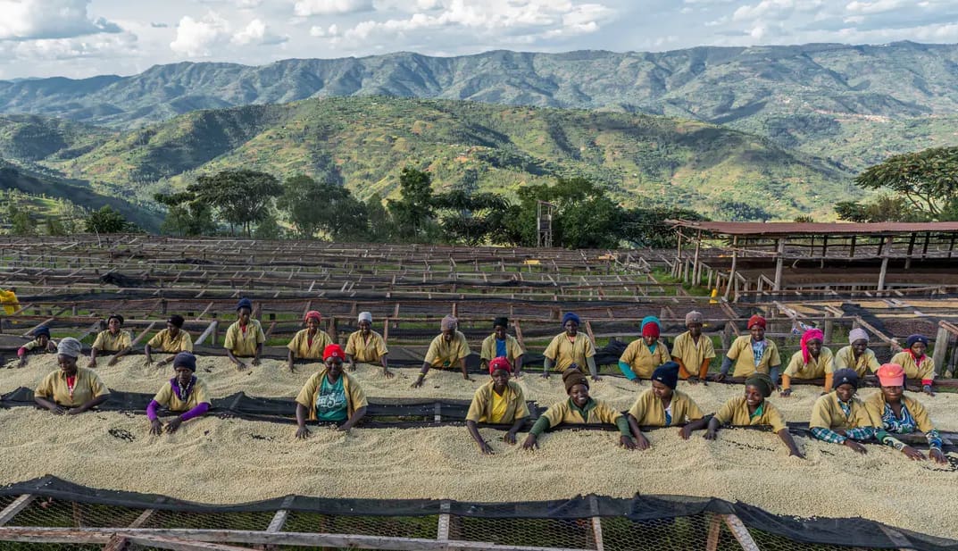 Moodbild Fairtrade: Kaffeeanbau im Krisenmodus